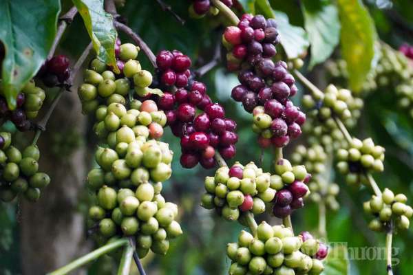 Giá cà phê hôm nay 22/11: Giá cà phê trong nước cao nhất ở mức 39.500 đồng/kg