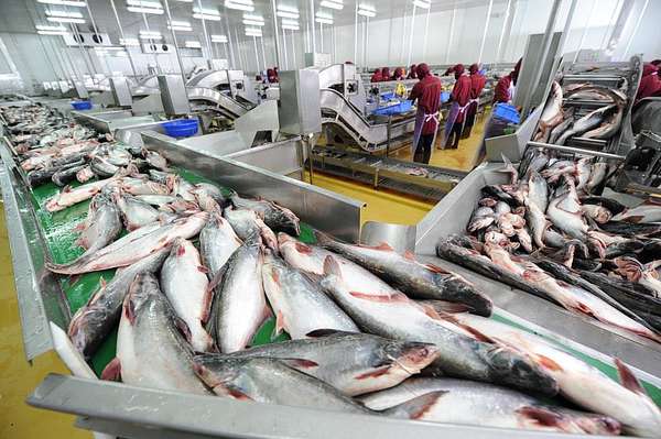 Hiệp hội Chế biến và Xuất khẩu thủy sản nêu lý do xuất khẩu cá tra tăng trưởng chậm lại