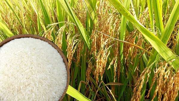 Giá lúa gạo hôm nay 17/11: Giá gạo giảm 100 – 200 đồng/kg