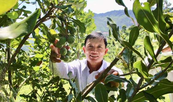 Đồi mắc ca trù phú mở hướng làm giàu ở miền tây Quảng Ngãi