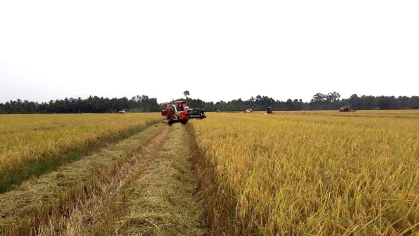 Giá lúa gạo hôm nay 28/10: Giá tiếp tục tăng, giao dịch với khách Trung Quốc, Indonesia sôi động