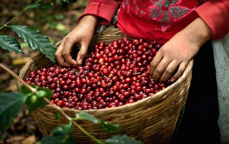 Giá cà phê hôm nay 29/10: Giá cà phê trong nước dao động 41.000 – 41.600 đồng/kg