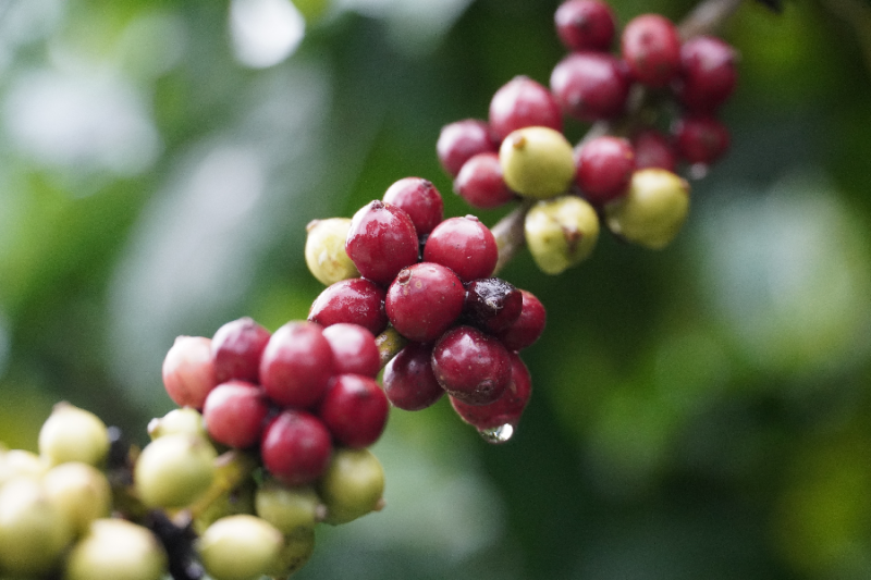 Giá cà phê hôm nay 5/11: Giá cà phê trong nước giảm mạnh 800 đồng/kg
