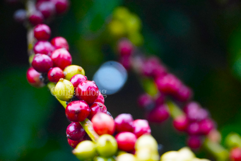 dự báo xuất khẩu cà phê năm nay của Việt Nam có thể thiết lập được mốc kim ngạch kỷ lục 4 tỷ USD.