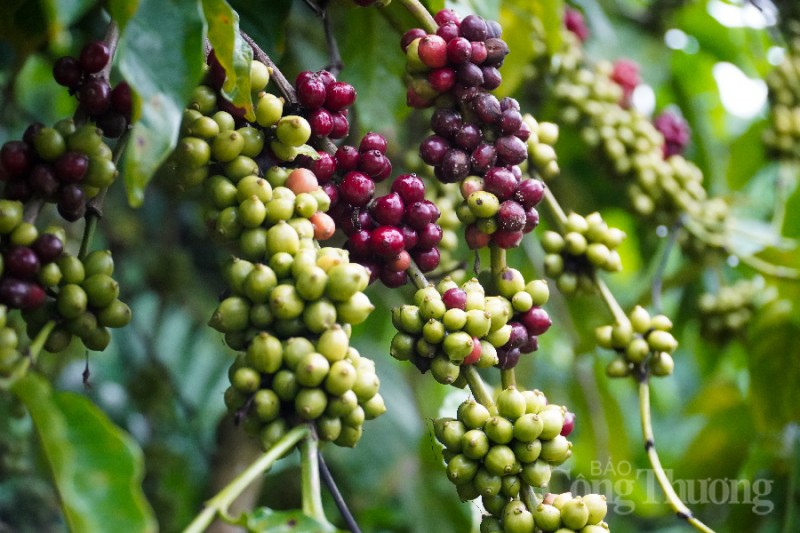 Giá cà phê hôm nay 10/11: Giá cà phê trong nước tiếp tục giảm 400 đồng/kg