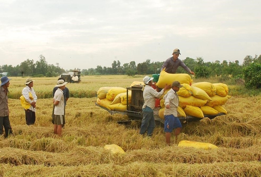 Giá lúa gạo hôm nay 11/11: Giá lúa thu đông neo ở mức cao